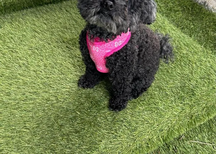 Bimba, Con Piscina Y Barbacoa カルダス・デ・レイス